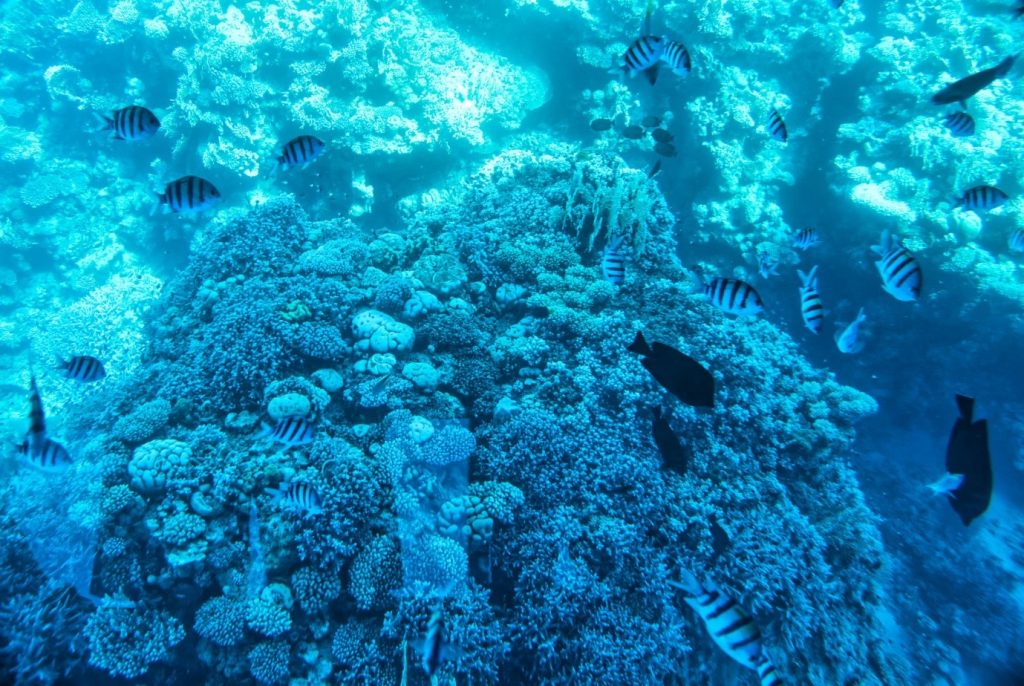 Sharm el Sheik: dove fare snorkeling e ammirare la barriera corallina