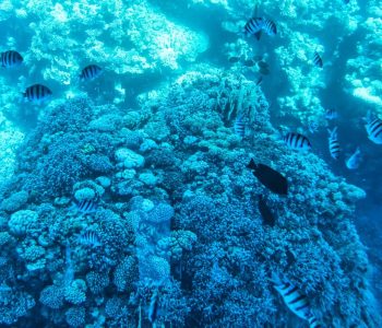 Sharm el Sheik: dove fare snorkeling e ammirare la barriera corallina
