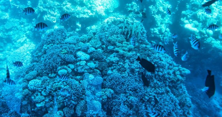 Sharm el Sheik: dove fare snorkeling e ammirare la barriera corallina